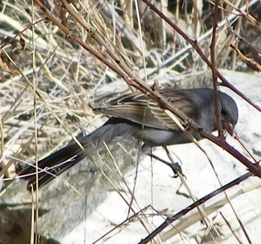 Black-chinned Sparrow 1_6_2013